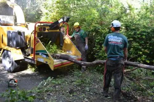 tree services Lanesville